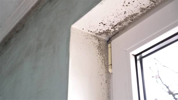 Best Crawl Space Mold Remediation  in Taunton, MA