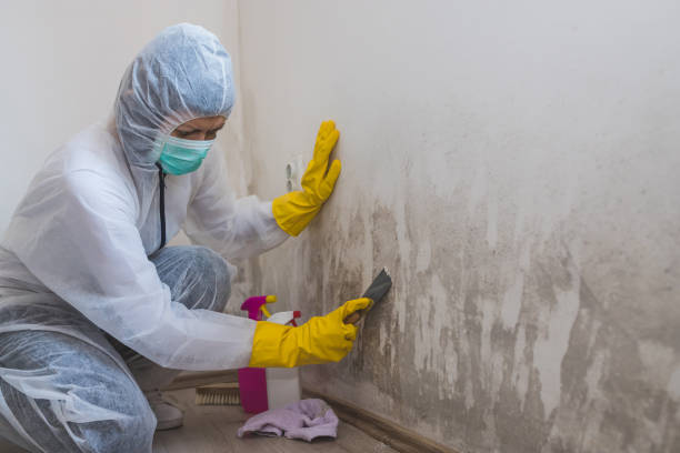 Best Post-Construction Mold Inspection  in Taunton, MA