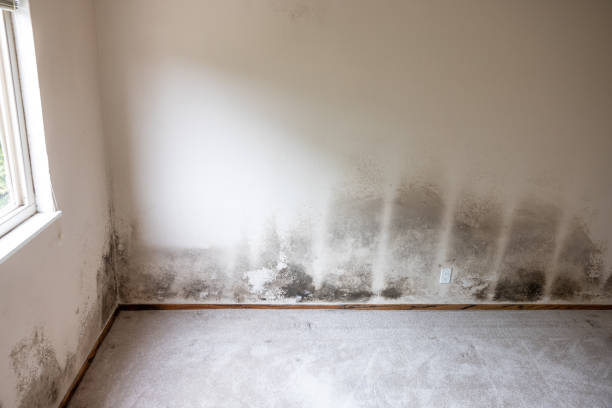 Forensic Mold Investigation in Taunton, MA