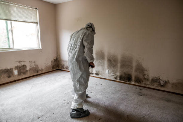 Best Real Estate Mold Inspection  in Taunton, MA